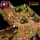 Archon Studio - Dungeons & Lasers Dwarven Mine Half-Height Walls