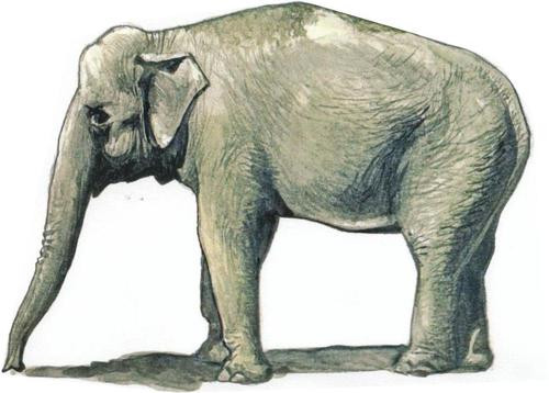 CMK - Asian Elephant (1 figure)