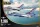 Kinetic - F-16C Thunderbirds