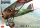 Kovozavody Prostejov - 1/72 Morane Saulnier MS.A.I  French services 