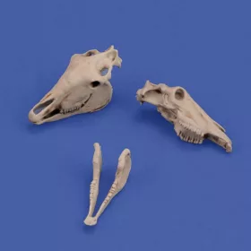 Royal Model - Horse skulls